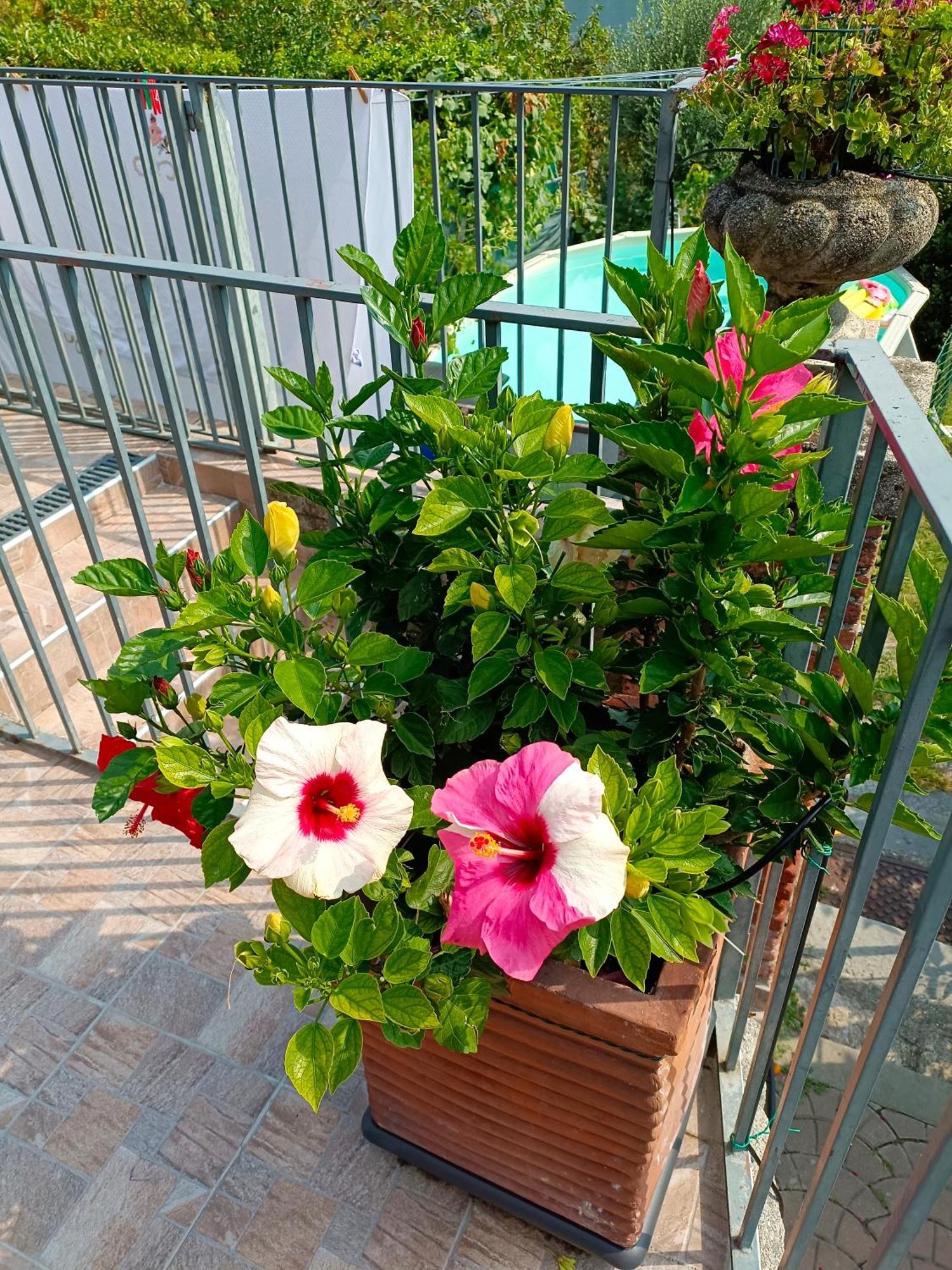 Le Rose Sul Lago 페스카테 외부 사진